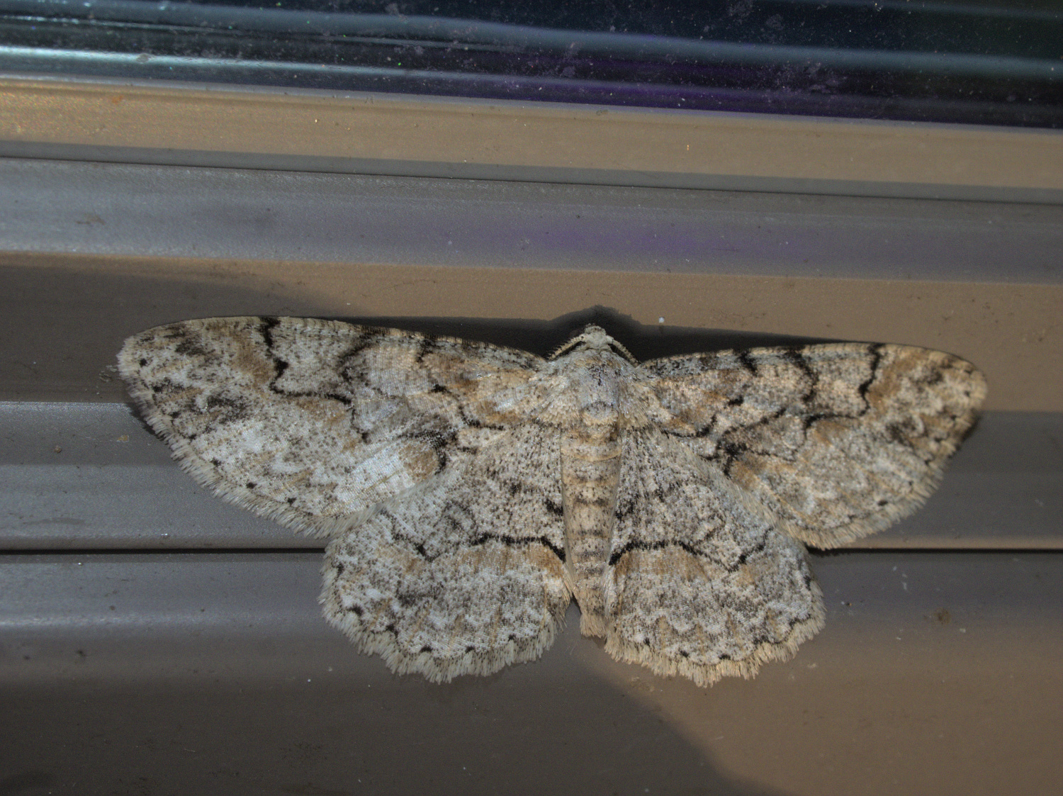 Grays- fun aliens but boring moths_20210406.jpg
